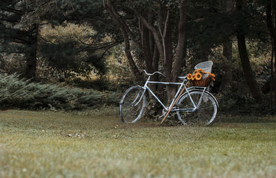 Bicycles on tree in field