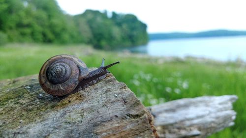 View of snail