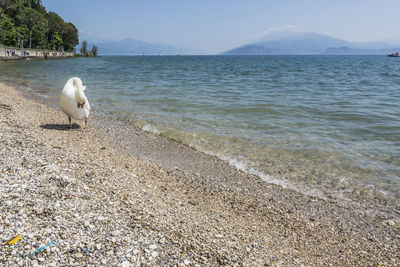 Dog on beach against sky