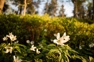 Close-up of flowers blooming outdoors