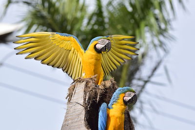 Close-up of a parrot