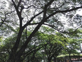 Low angle view of trees in forest against sky