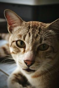 Close-up portrait of cat