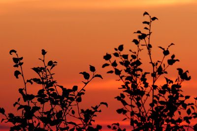 Low angle view of silhouette tree against orange sky