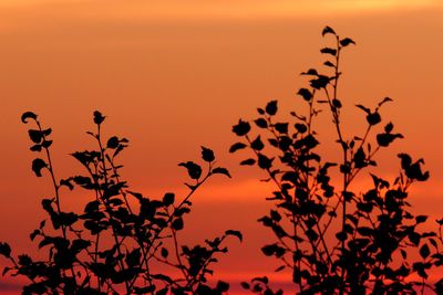 Low angle view of silhouette tree against orange sky