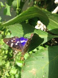 Close-up of butterfly on leaf