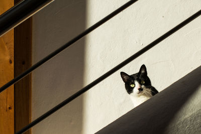 Portrait of cat on wall