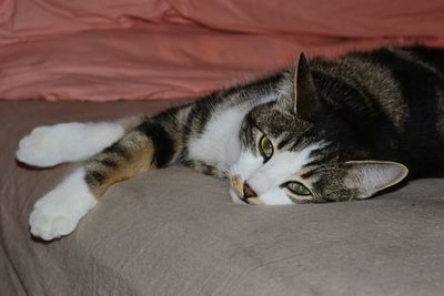 Portrait of a cat resting on bed