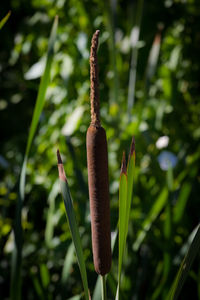 Close-up of fresh green plant