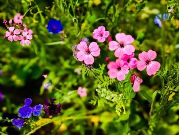 Close-up of pink flowering plants