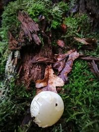 Close-up of mushroom growing on tree