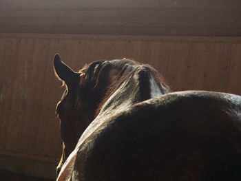 Close-up of a horse in stable