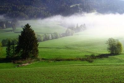 Scenic view of rural landscape