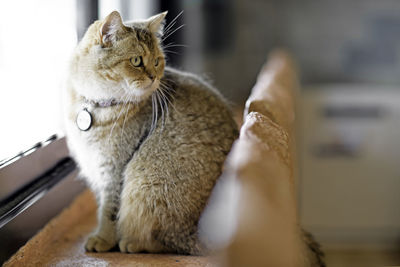 Close-up of a cat sitting at home