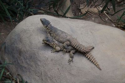 View of a lizard