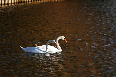 Swan swimming in lake