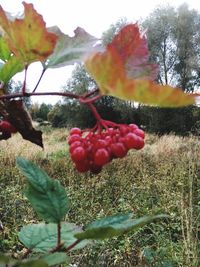 Close-up of red berries on plant