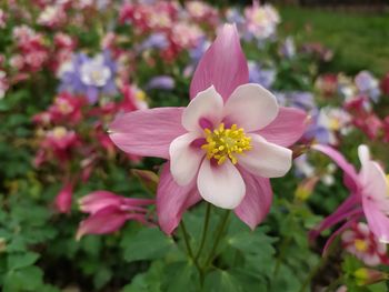 Close-up of pink flowering plants