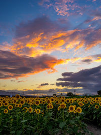 Scenic view of sunflower field against cloudy sky