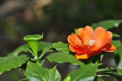 Close-up of orange flowers blooming outdoors