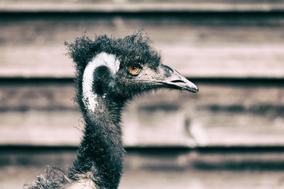 Close-up of a bird looking away