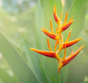 Close-up of plant