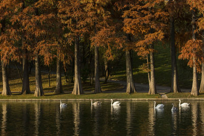 View of a bird in the lake