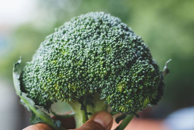 Cropped hand holding broccoli