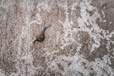 High angle view of snail on wall