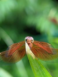 Close-up of insect on plant