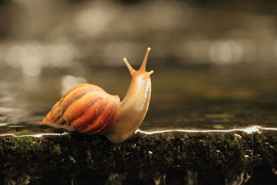 Close-up of snail