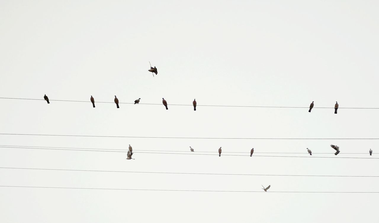animal themes, bird, animal wildlife, animal, animals in the wild, vertebrate, group of animals, cable, sky, low angle view, clear sky, large group of animals, perching, power line, electricity, copy space, no people, nature, flock of birds, power supply, telephone line