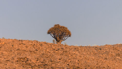 View of lone tree on landscape against clear sky
