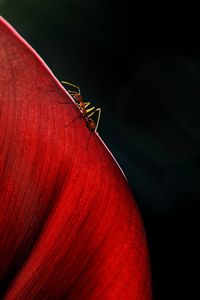 Close-up of weaver ant on red leaf 