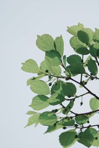 Close-up of fresh green leaves against white background