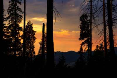 Silhouette trees in forest against sky during sunset