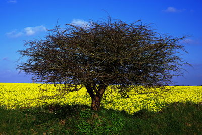 Shadow of tree on field