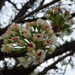 Low angle view of apple blossoms in spring