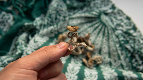 Close-up of hand holding butterfly