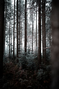 Trees in forest