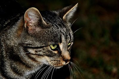 Close-up of a cat looking away