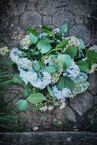 High angle view of flowering plant