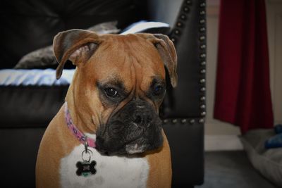 Close-up portrait of dog sitting