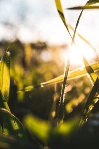 Close-up of dew on grass