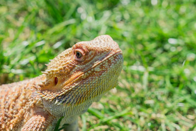 Close-up of a lizard agama