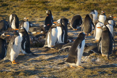 Gentoo penguins at bertha's beach in the falkland islands 