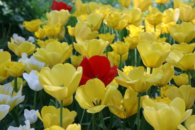 Close-up of red tulips
