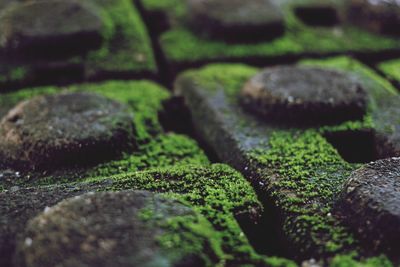 Full frame shot of moss on rocky surface