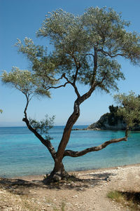 Tree by sea against blue sky