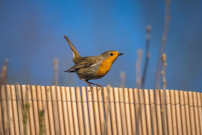 Close-up of bird perching on wooden post